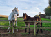 Dartmoor Dun Filly 2.5yrs old.