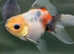 Orandas and Ranchu