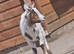 2 pygmy wethers 5mth old