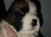 Beautiful saint bernard puppies ready now