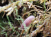 Cubaris Cherry blossom isopod