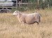 Welsh and welsh mule ewes x40