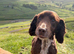 Older boy looking for a home