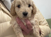 3 x F1b cockapoo puppies still available (ready May)