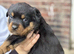 6 chunky pure pedigree Rottweiler puppies