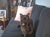 Maine coon cross ragdoll