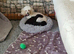 Beautiful toy poodle girl looking for new home