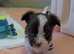 Adorable Tea cup Biro Boys Yorkshire terrier