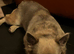 Lilac fawn fluffy french bulldog