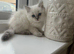 Litter of 6 Pedigree Ragdoll Kittens 11 weeks old