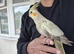 Super hand tamed cockatiels for sale