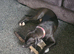Bella needs a home