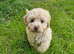 EXTRA TINY TEACUP MALTIPOO GIRL