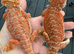 Bearded dragons from 150