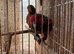 Breeding pair of lorikeets for sale
