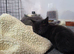 Beautiful Kittens Looking for Their Forever Homes