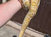 Spotnose lesser pastel het clown male