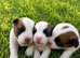 Parson russell pups