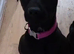 Patterdale terrier puppies