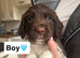 English springer spaniels