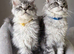 TICA registered Maine coon kittens