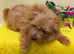 Boy puppy Norfolk Terrier x Jackrussell
