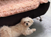 Stunning Japanese chin x maltese terrier designer Jatese puppy's