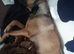 German Shepard x American bulldog