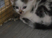 Reduced price bengal cross kittens