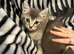 4 Stunning Siamese Mixed Kittens