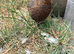 Quail
