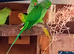 Lovely Ringnecks