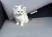 Scottish fold x Persian babies