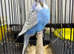SOLD.                           Beautiful baby budgies for sale