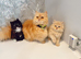 REDUCED 1 LEFT Beautiful Long-Haired Persian - PKD neg