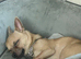 LOVING FOREVER HOME WANTED FOR SOBY