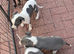 Beautiful pure whippet puppies for sale