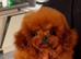 Teacup asian toy poodle Stud
