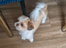 Shih tzu for sale