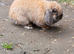 Beautiful female mini lop