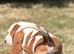 Quality KC REG. Basset pup