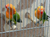 Lovebirds