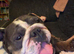 gorgeous female english bulldog
