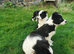 Lovely Border Collie puppies