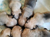 Glen of Imaal terrier puppies.