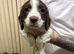 Sprocker