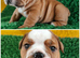 Amazing litter of  KC Reg. English Bulldogs for loving homes.