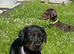 Pedigree Dobermans