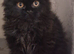 GCCF reg British Longhair kitten