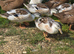 Mini Silver Appleyard ducklings